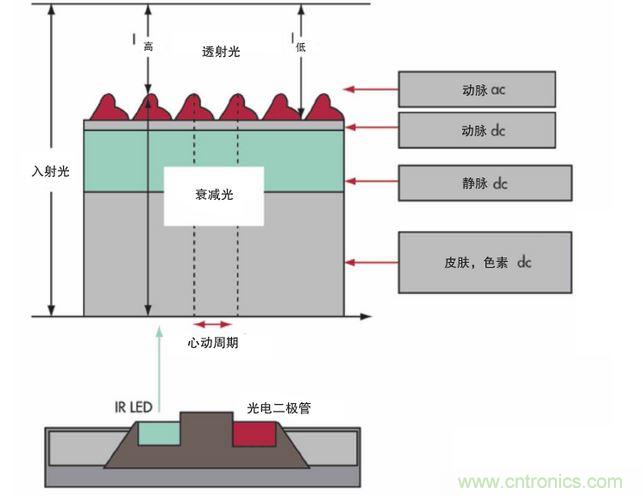可以用發(fā)光二極管 （LED） 來照亮皮膚，然后測量反射到一個光電二極管的光量來監(jiān)測每個心動周期