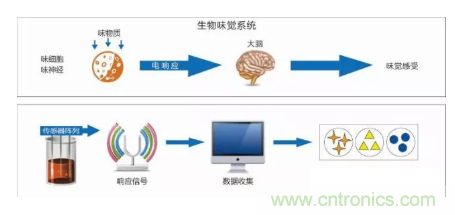 仿生傳感器的定義、原理、分類及應(yīng)用