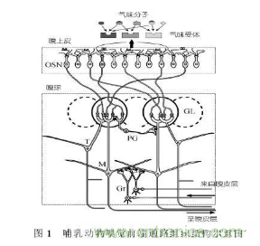 仿生傳感器的定義、原理、分類及應(yīng)用